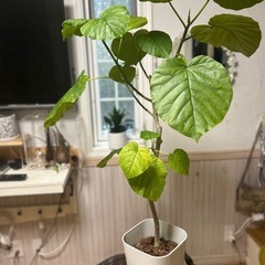 ウンベラータ 観葉植物
の画像