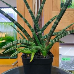 【観葉植物】サンスベリア　ボンセレンシス　◆多肉植物の画像