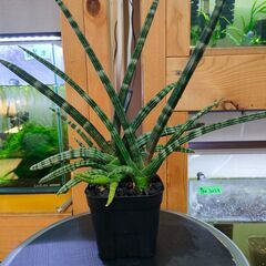 【観葉植物】サンスベリア　ボンセレンシス　◆多肉植物