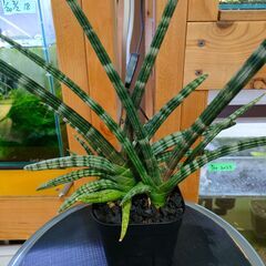 【観葉植物】サンスベリア　ボンセレンシス　◆多肉植物の画像