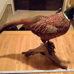 雉の剥製