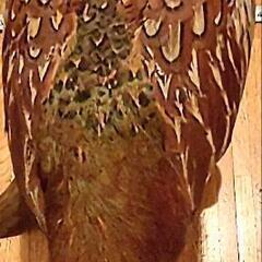 雉の剥製の画像