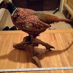 雉の剥製の画像