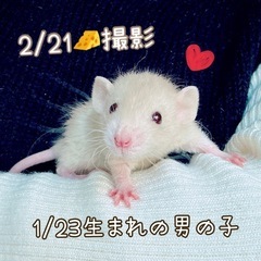 《お迎え募集終了しました》ファンシーラットベビー🐹✨