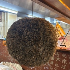 杉玉の中古が安い！激安で譲ります・無料であげます｜ジモティー