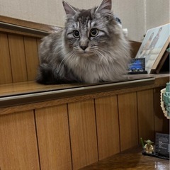 猫を保護しました飼い主探してます。