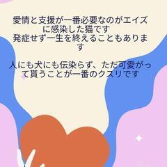 動画有★丸顔で元気な甘えん坊 - 猫