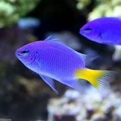 熱帯魚/海水魚　シリキルリスズメダイとロイヤルダムセル