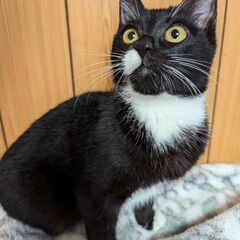 💕家族決定💕幸せのカギじっぽちゃん🐾