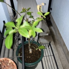 多分ゆずの鉢植え