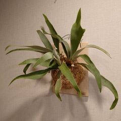 ビカクシダ プラティセリウム「ベイチー」板付け