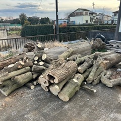 ツゲの原木でました。
