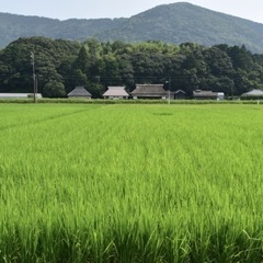 米作りやりたい