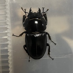 サキシマヒラタ　ペア　ヒラタクワガタの画像