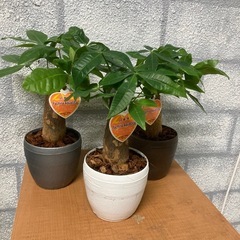 観葉植物🪴パキラ✨