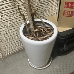 植木鉢（受け渡し者決定）