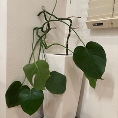 観葉植物　モンステラ