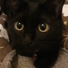 黒猫🐱ミミ