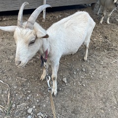山羊　ヤギ　やぎ　雌　メス②