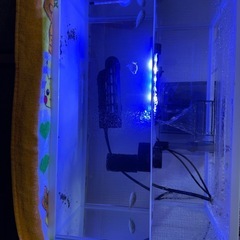 🐡ミドリフグ🐡の画像