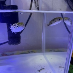 🐡ミドリフグ🐡の画像