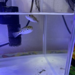 🐡ミドリフグ🐡の画像