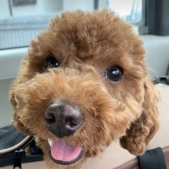 トリミングをやっていただける方求む！