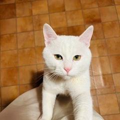 里親様 決定しました。11ヶ月のオス猫 