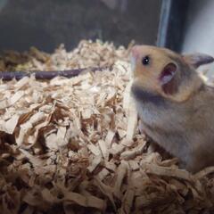 ゴールデンハムスター
