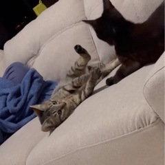 4ヶ月キジちゃん♡ブラックタビーの兄妹♡甘えん坊！