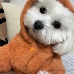 犬友さんとお出掛けしたい！