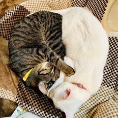 11ヶ月のメス3月3日まで - 猫