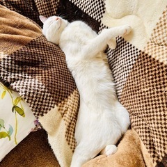 11ヶ月のメス猫  3月3日まで   - 猫