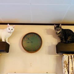 11ヶ月のメス猫  3月3日まで   − 栃木県