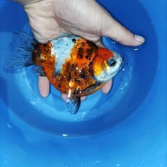 金魚　玉サバ　キャリコ玉サバ　三色　水槽簡易発送OK
