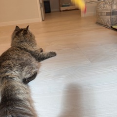 里親募集いたします - 猫