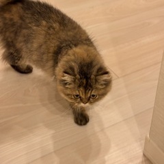 里親募集いたします - 里親募集