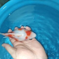 金魚　玉サバ　キャリコ玉サバ　水槽　簡易発送OKの画像