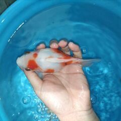金魚　玉サバ　キャリコ玉サバ　水槽　簡易発送OK