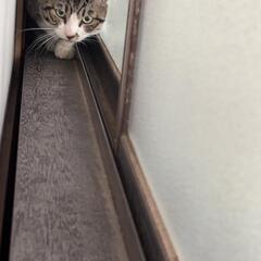 里親募集