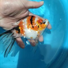 金魚　玉サバ　キャリコ玉サバ　水槽　の画像