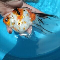 金魚　玉サバ　キャリコ玉サバ　水槽　の画像
