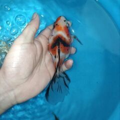 金魚　玉サバ　キャリコ玉サバ　水槽　