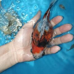 金魚　玉サバ　キャリコ玉サバ　水槽　お問い合わせして下さった方他の投稿の魚で再度問い合わせお願いします🙇の画像