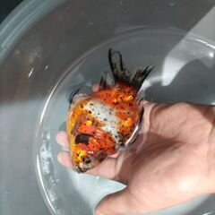 金魚　玉サバ　キャリコ玉サバ　水槽　の画像