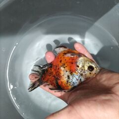 金魚　玉サバ　キャリコ玉サバ　水槽　の画像