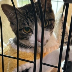 子猫3兄妹の男の子ひなた