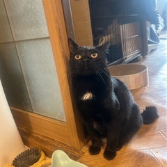 仲良し姉妹です - 猫