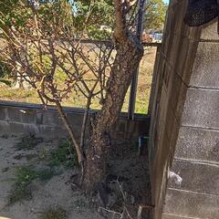 庭木⑨の画像
