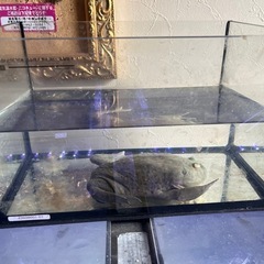 【決まりました】バジェットガエルの画像